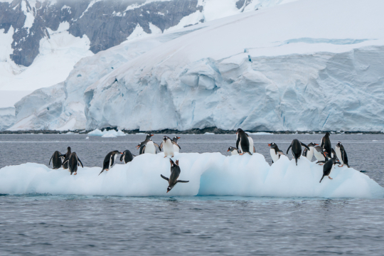 Unz&auml;hlige Pinguine auf einer Eisscholle, einige springen ins Wasser, im Hintergrund sind Eisberge zu sehen